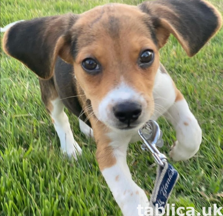 Tri Colored Beagles Szczenięta teraz 1