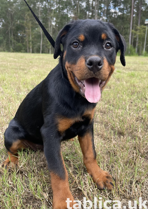 Dostępne są ładne i zdrowe szczenięta Rottweiler 0