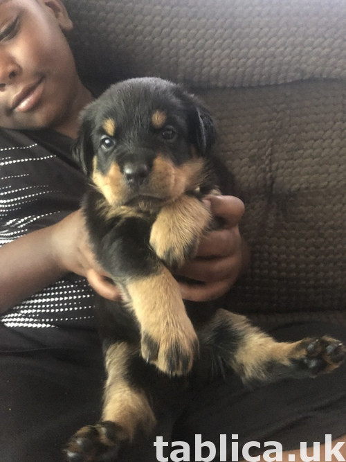 Dostępne są ładne i zdrowe szczenięta Rottweiler 1