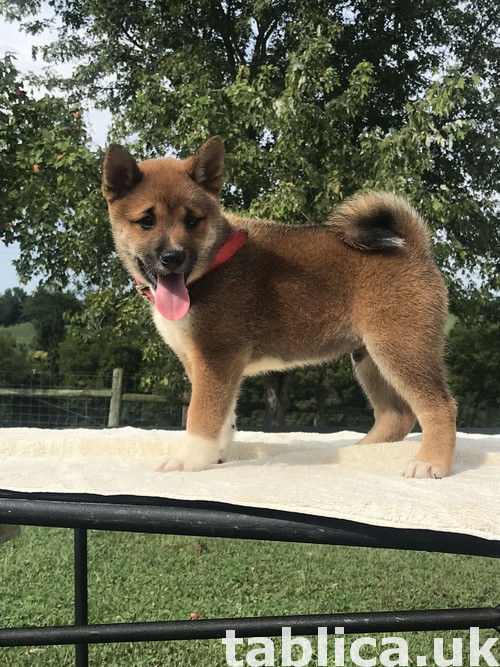 Super uroczy szczeniaki Shiba Inu 0