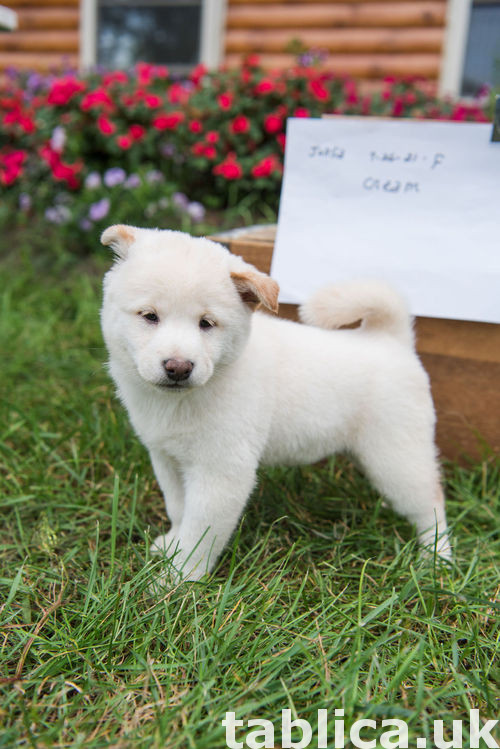 Super uroczy szczeniaki Shiba Inu 1