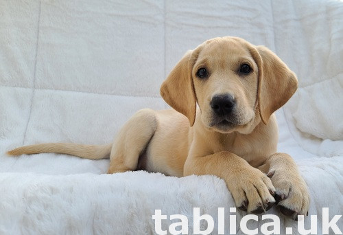 Uroczy znakomite szczeniaki Labrador Retriever 0