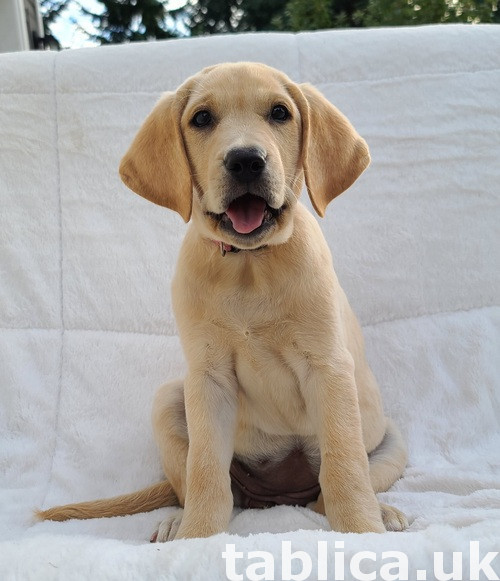 Uroczy znakomite szczeniaki Labrador Retriever 1