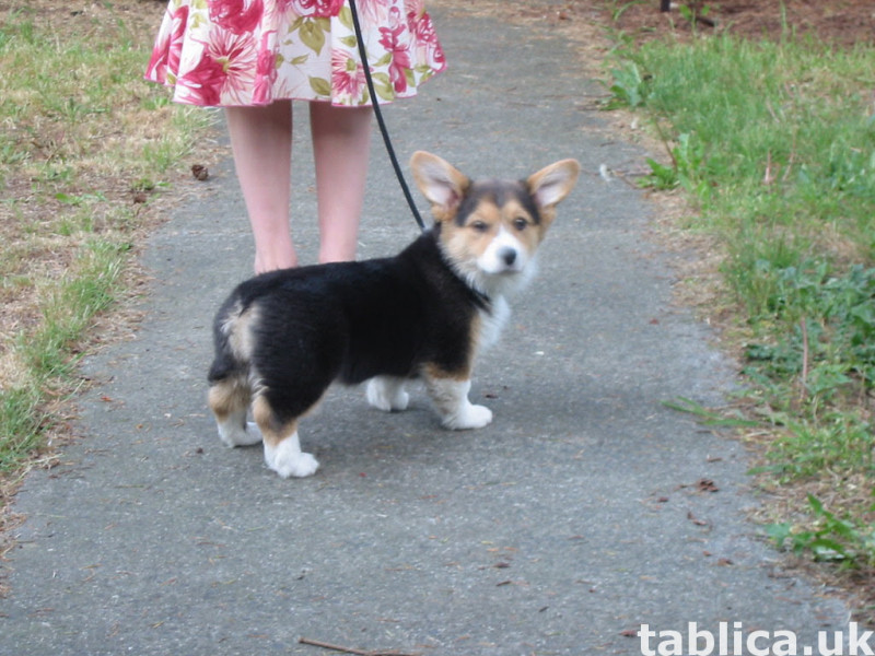 Gorgeous Pembroke Welsh Corgi szczeniaki 0