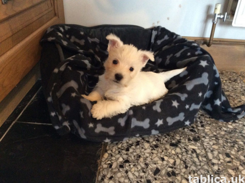 Zachwycające dzieci rasy West Highland White Terrier. 1