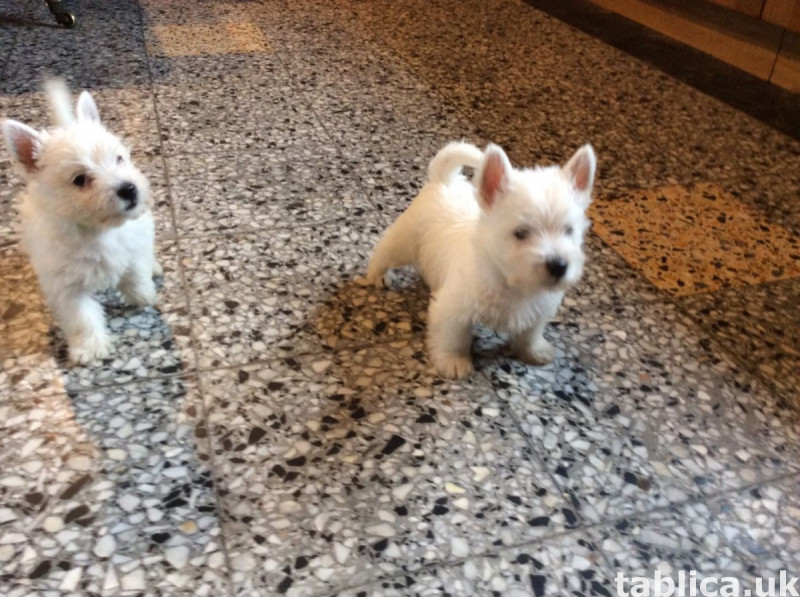 Zachwycające dzieci rasy West Highland White Terrier. 2