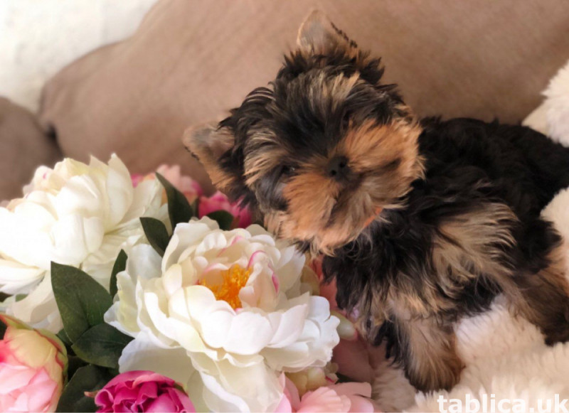 Niesamowite szczenięta yorkshire terrier płci męskiej i żeńs 1