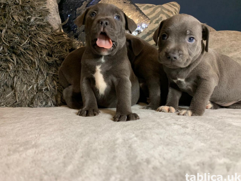 Sprzedam szczenięta rasy blue staffordshire bull terrier. 1