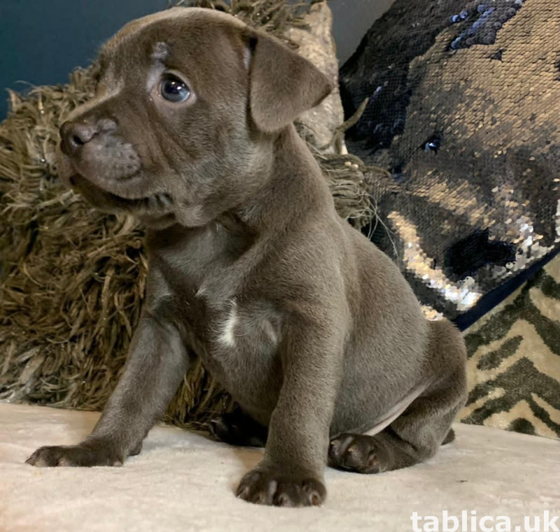Sprzedam szczenięta rasy blue staffordshire bull terrier. 2
