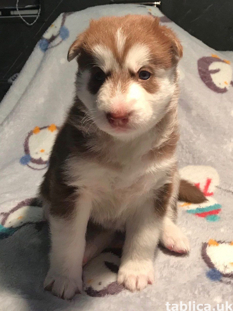 Szczenięta husky syberyjskiego do adopcji. 1