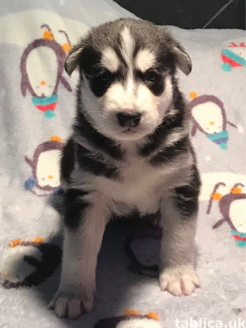 Szczenięta husky syberyjskiego do adopcji. 2