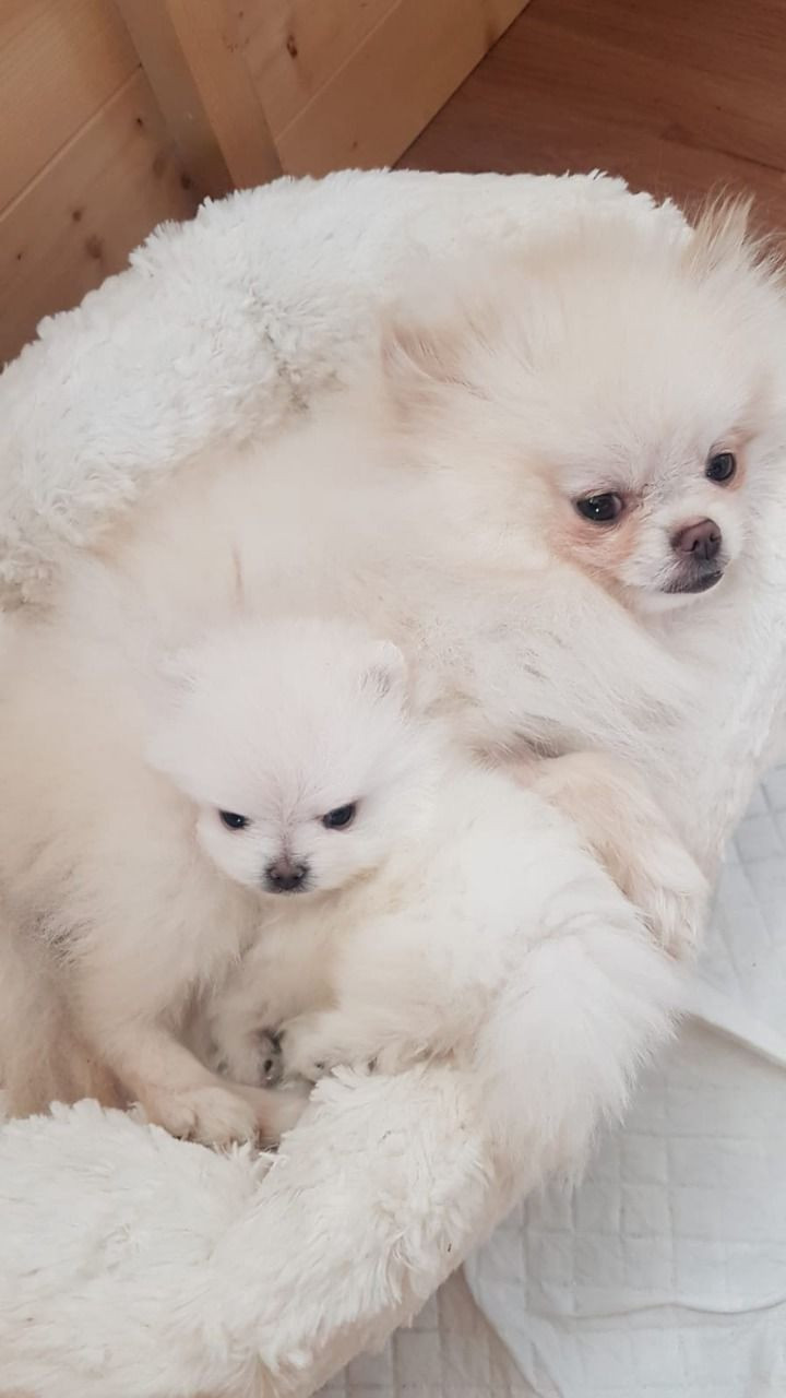 Filiżanka pomorskie szczenięta Pure White 0