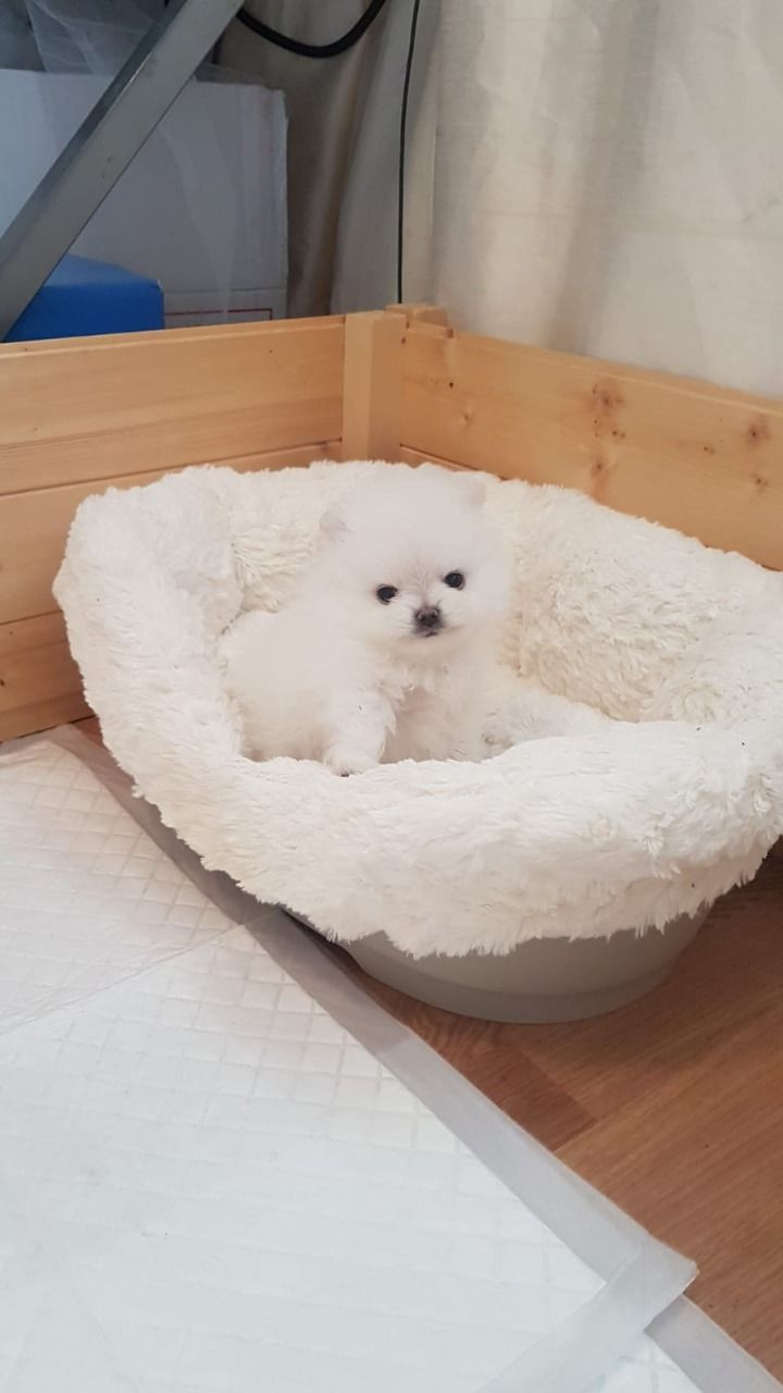Filiżanka pomorskie szczenięta Pure White 1