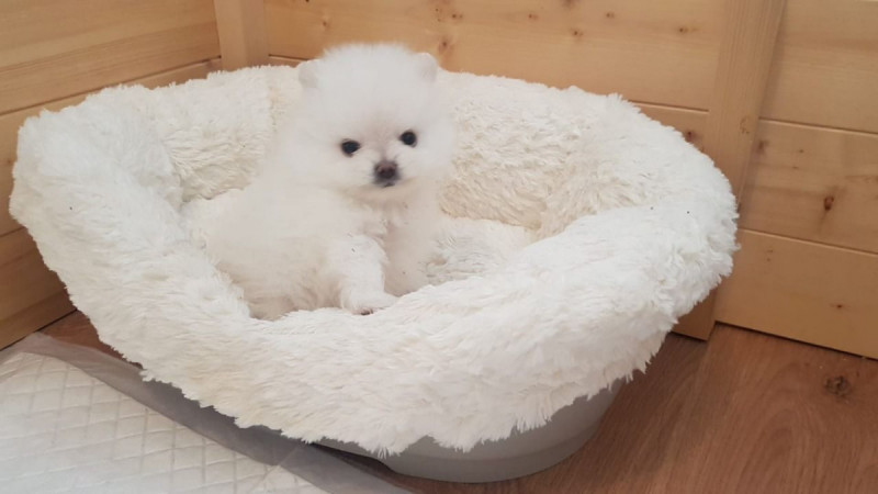 Filiżanka pomorskie szczenięta Pure White 2