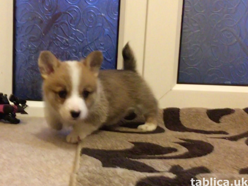 Dostępne piękne szczenięta Pembroke Welsh Corgi. 1