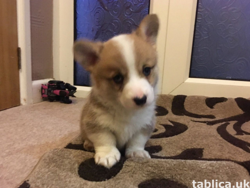 Dostępne piękne szczenięta Pembroke Welsh Corgi. 2