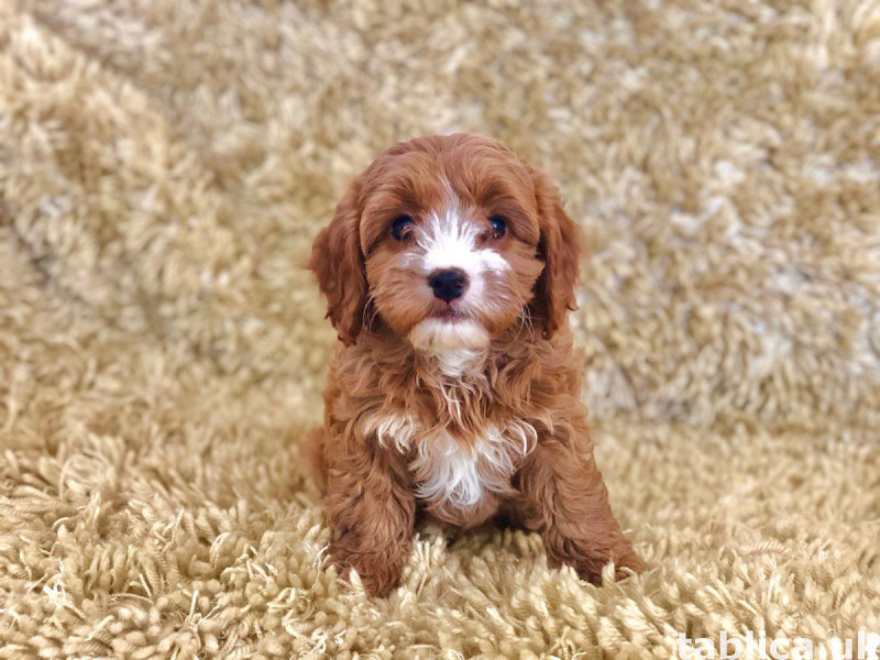 Sprzedam pieski i suczki rasy Cavapoo. 1