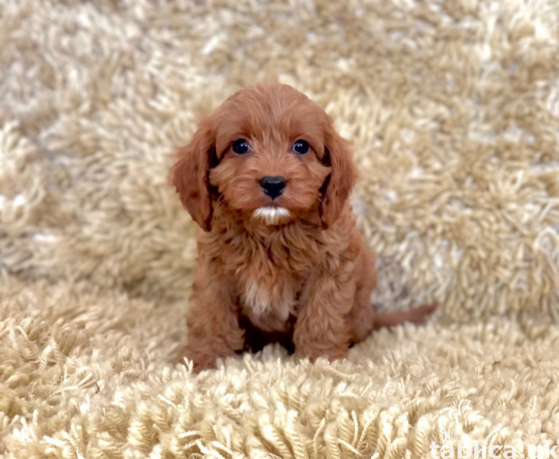 Sprzedam pieski i suczki rasy Cavapoo. 2