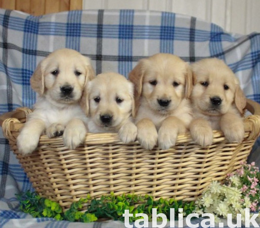 Lovely Golden Retriever puppies 0