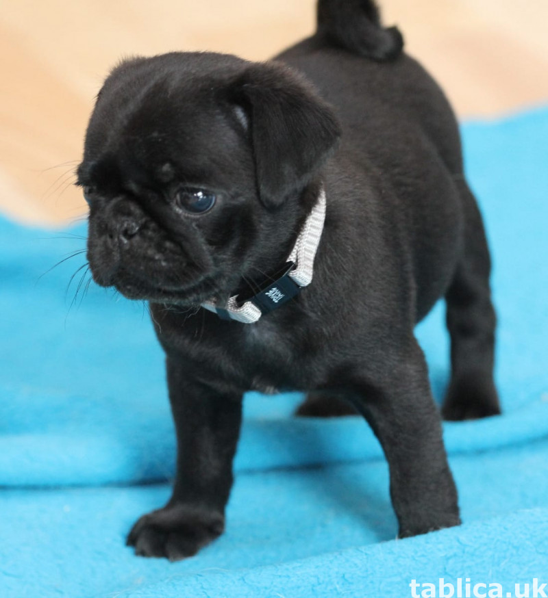 Beautiful Pug available 0
