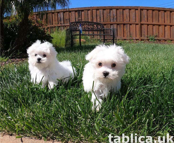 Beautiful Male and Female Maltese puppies 0