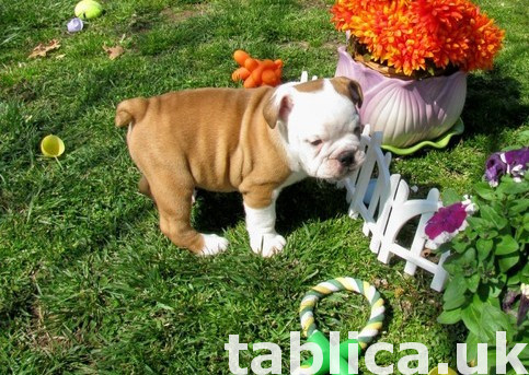 2 Cute English Buldog Puppies 0