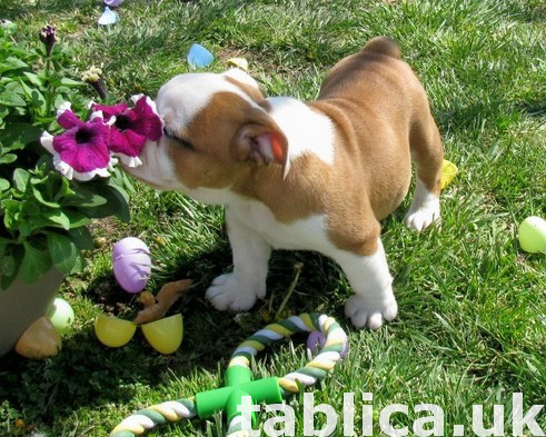 2 Cute English Buldog Puppies 1