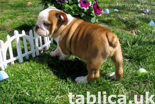2 Cute English Buldog Puppies 2