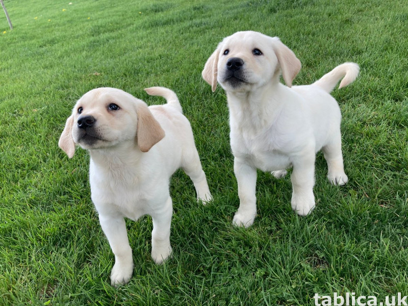 Labrador Retriever Pups For Sale. 0