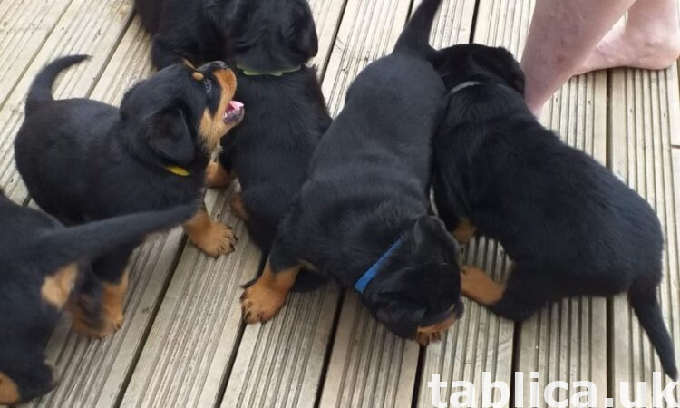 Awesome Rottweiler Puppies 0