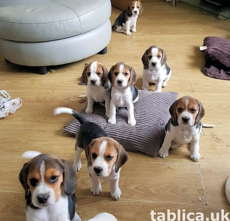 Beautiful Beagle Pups Available 0