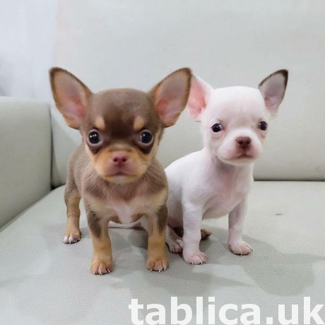Chihuahua pupies. 0