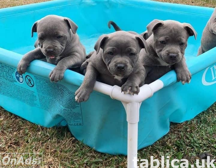 M & F Blue Staff puppies Ready To Go Now 0