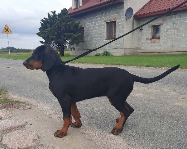 szczeniaki-suczki rasy GOŃCZY POLSKI gotowe do odbioru 4