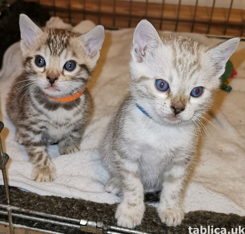 Beautiful Bengal kittens 1
