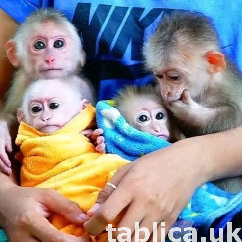 Lovely Finger Capuchin & Marmoset Monkeys for sale 1