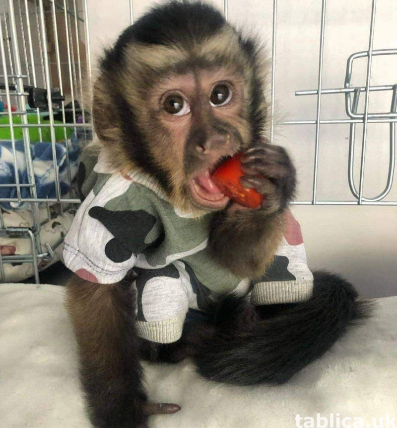 Well trained Marmoset & Capuchin Monkeys for sale 0