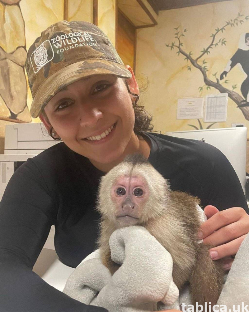 Friendly Capuchin Monkeys available 0