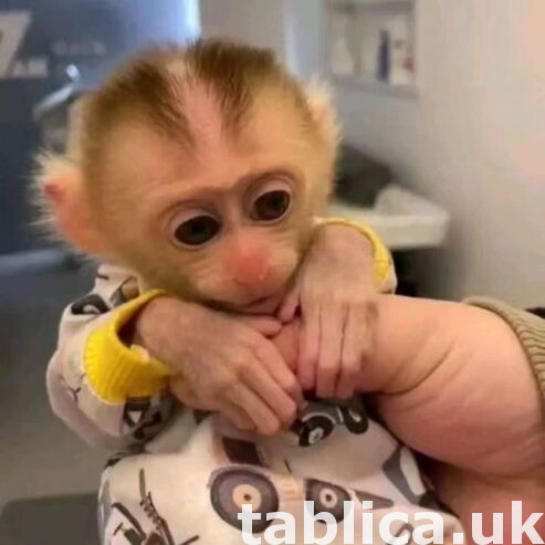 Beautiful Capuchin Monkeys Available 0