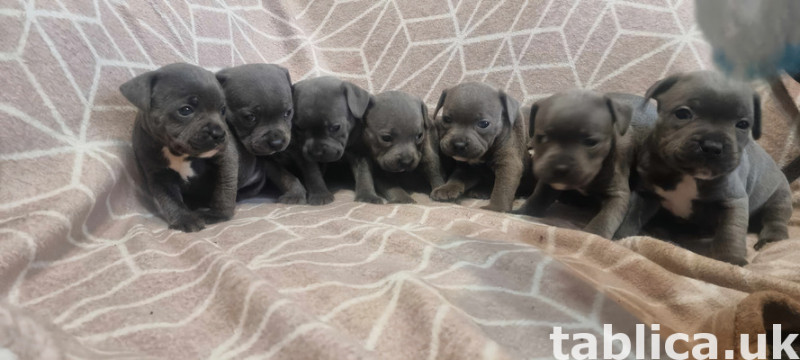 Stunning KC registered Staffordshire pups for sale 0