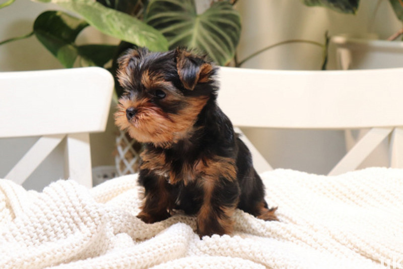 Miniature Yorkshire Terrier Puppy 0