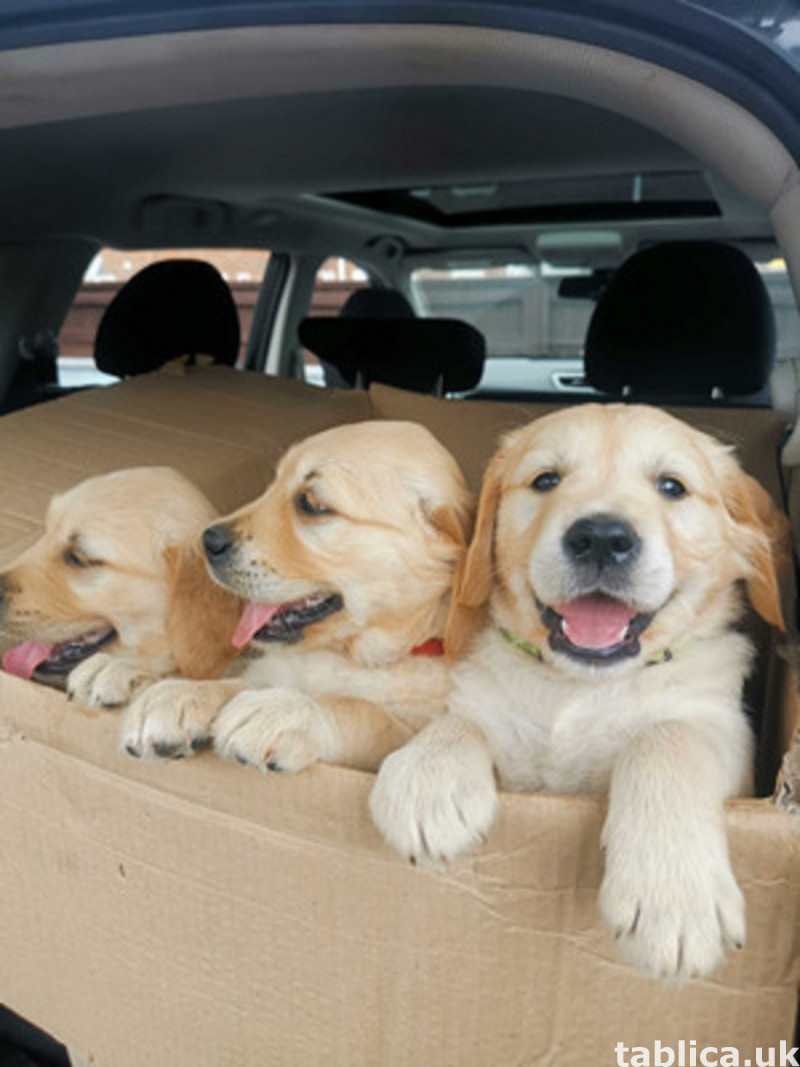 Adorable Golden Retriever Puppies for Sale 0