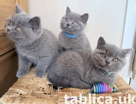 British Shorthair Kittens avaliable. 0