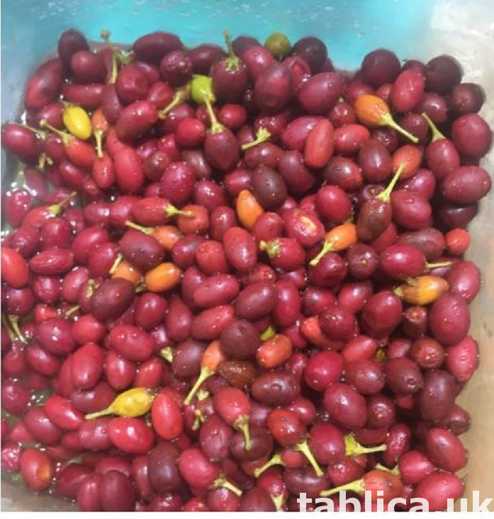 Acquista semi di coca freschi e foglie di coca online 0