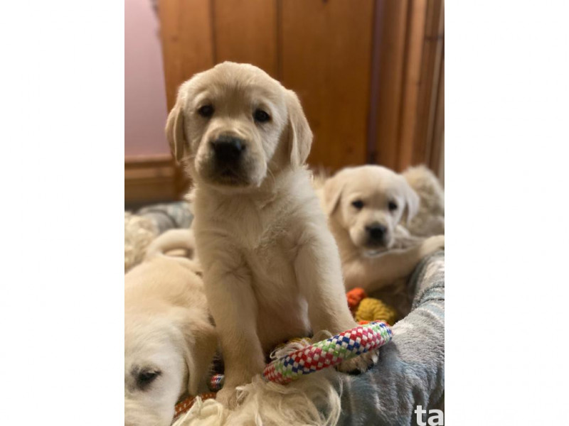 Golden Retriever puppies 0