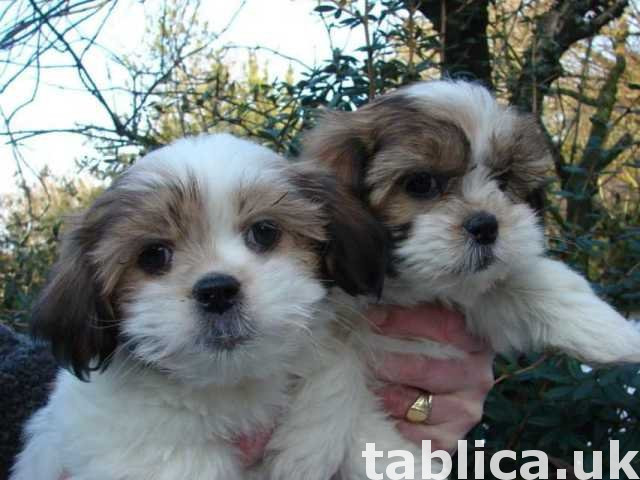 Beautiful Shih Tzu puppies 0