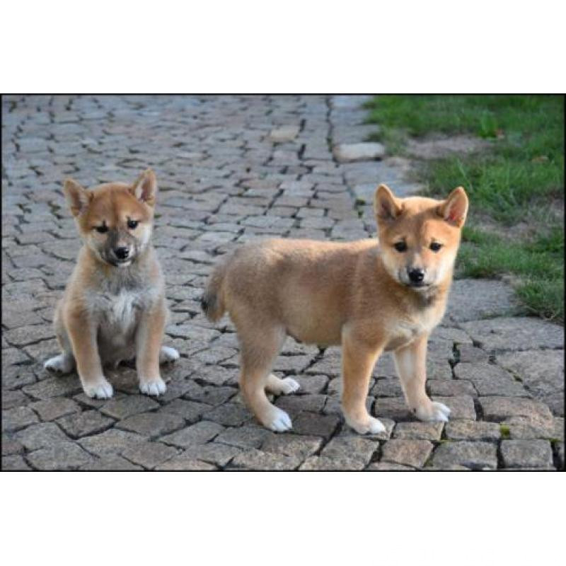 Shiba Inu puppies 0