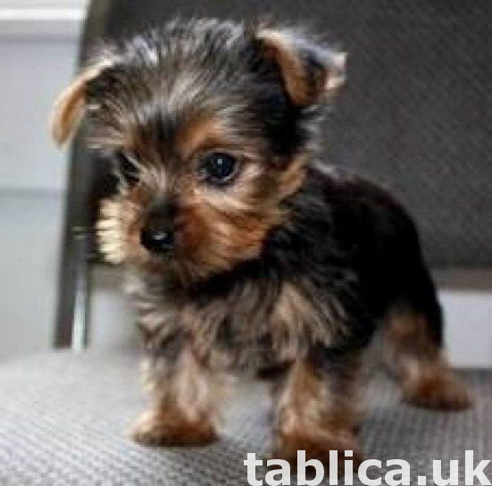 Good Yorkshire terrier puppies 0