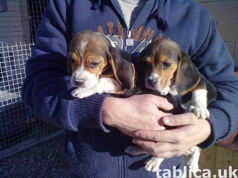 Beagle puppies socially domesticated 0