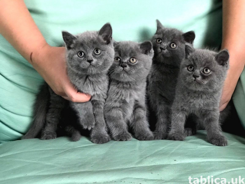 British shorthair , Bengalse, Ragdoll kittens for sell 0